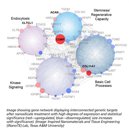Diagram of gene network displaying interconnected genetic targets after nanosilicate treatment with high degrees of expression and statistical significance (red-unregulated, blue-downregulated; size increases with significance).