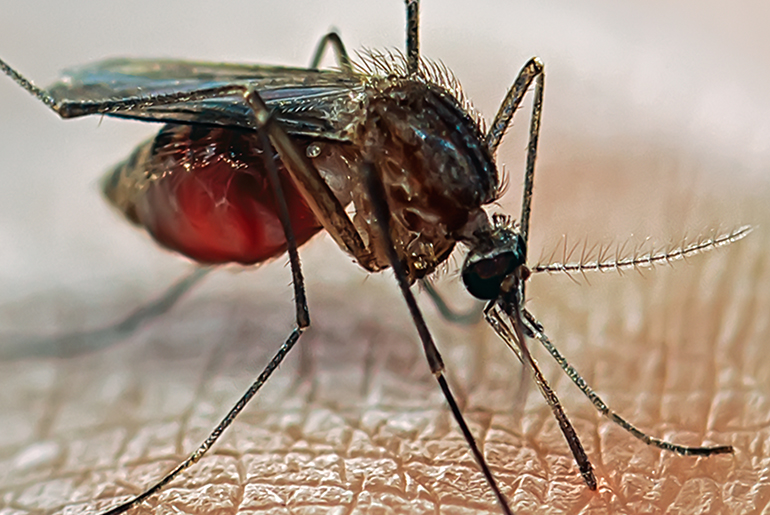 mosquito