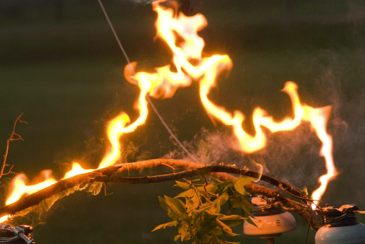 Burning shrubbery