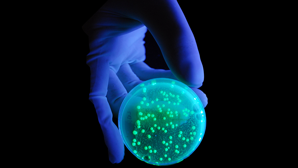 Bacteria under ultraviolet light