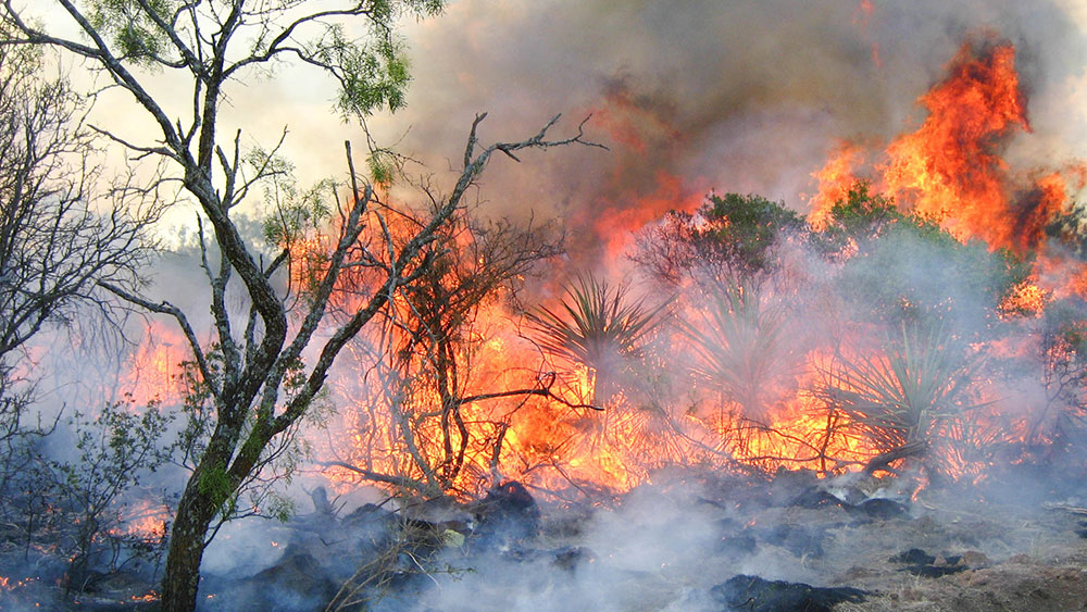 Photo of prescribed burn at the Sonora Research Station in Texas.