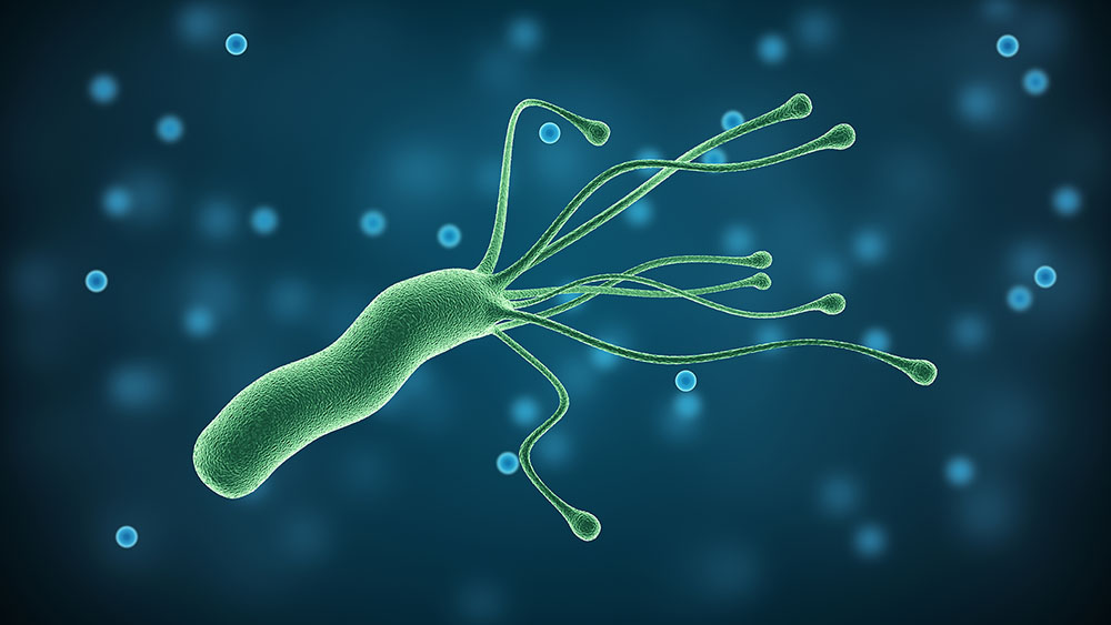 Artist's representation of helicobacter pylori