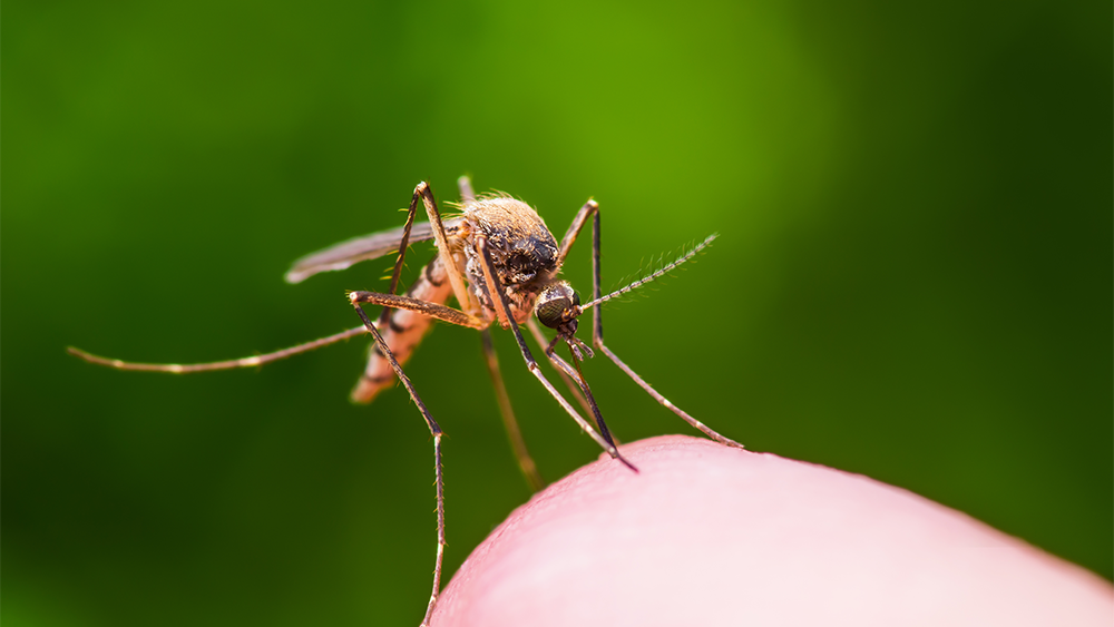 Mosquito landing on a thumb.