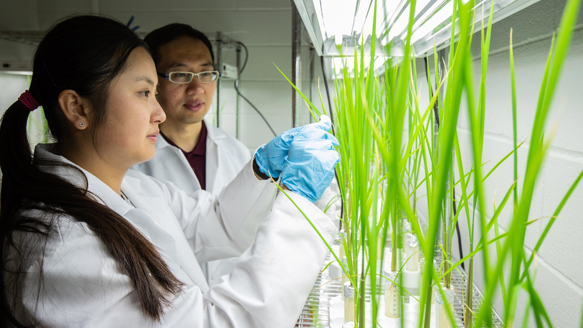 A woman with long black hair pulled into a ponytail, wearing a white lab coat and blue latex gloves, works with rice plants as a man with short black hair, glasses, and wearing a white lab coat watches.